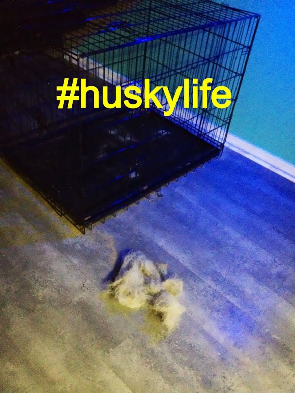 #HuskyLife
