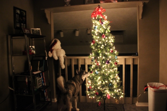 Ash's 1st Christmas Tree
